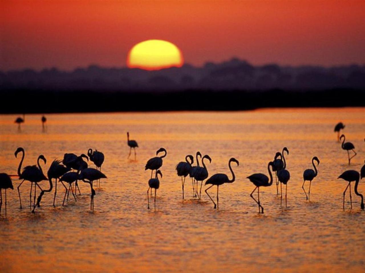 Alojamiento Rural Flamingo เอลโรซิโอ ภายนอก รูปภาพ